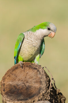 Parakeet perched on a branch of Calden , La Pampa, Patagonia, Argentina