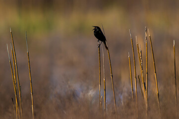 Yellow winged Blackbird, in Pampas wetland, La Pampa Province, Patagonia, Argentina.