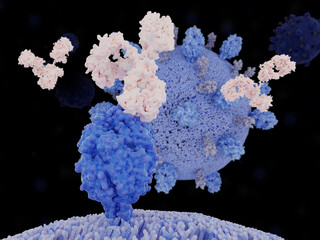 The respiratory syncytial virus (RSV)  fusion protein, antibody