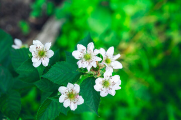 Blooming blackberry plant in the garden. Selective focus.
