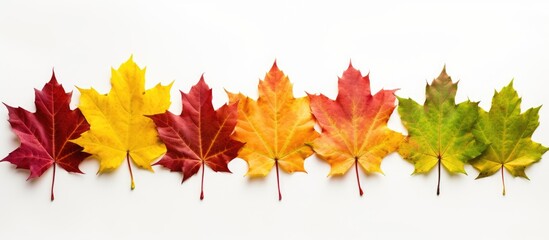 Fototapeta premium Assorted hues of maple leaves in autumn including yellow red burgundy green and orange