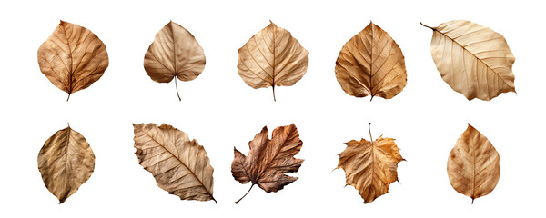 collection of various brown dry leaves isolated on a transparent background