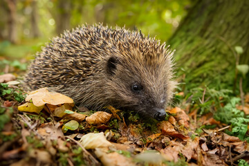 Hedgehog, Scientific name: Erinaceus Europaeus.  Close up of a wild, European hedgehog in Autumn woodland  and foraging amongst colourful leaves.  Facing right. Copy space.  Horizontal.
