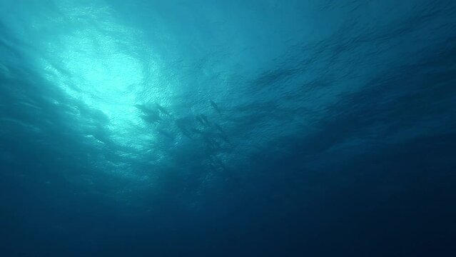 Dolphin silhouettes swimming under ocean surface low angle view. Marine mammals underwater with sunlight shining through blue water