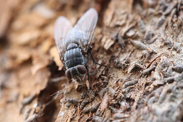 Fly and larvae on the bark of an old apple tree trunk