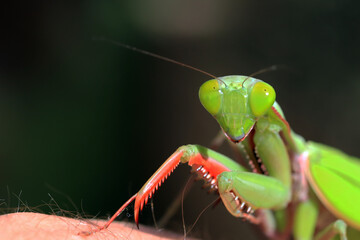 Close up of Female Australian giant Rain forest Mantis