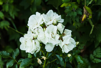 White roses on a bush in summer garden.