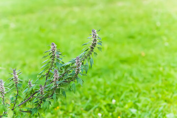 Motherwort flowers in bloom. Medical plant