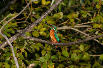 Kingfisher (Alcedo atthis)
