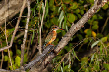 Kingfisher (Alcedo atthis)
