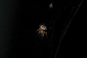 Small fuzzy brown spider on a web on a dark background