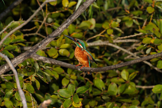 Kingfisher (Alcedo atthis)