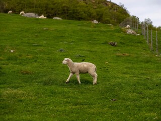 Fototapeta premium White-fleeced sheep running on a lush grassy meadow