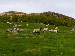 Herd of sheep grazing in a lush green meadow on a sunny day