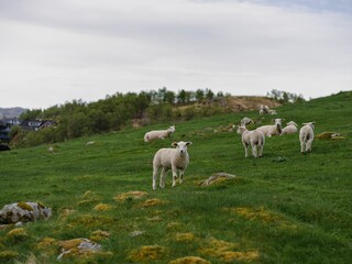Fototapeta na wymiar Herd of sheep grazing in a lush green meadow on a sunny day