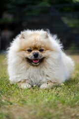 Vertical closeup shot of a fluffy pomeranian puppy on a grassy field