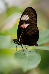 Vertical closeup shot of a postman butterfly perched atop a green leaf