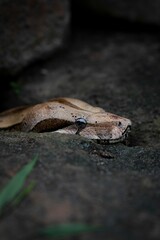 Vertical shot of a coiled snake resting against a rocky surface