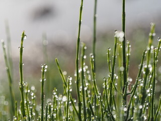 朝露のおりた草むら　スギナの葉