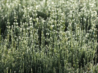 朝露のおりた草むら　スギナの葉