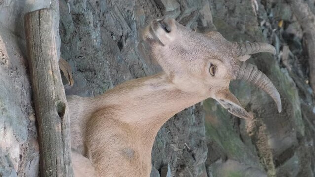 Mountain goats in the Western Caucasus. Slow motion. Vertical video