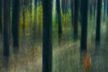 Pine grove in autumn, slender trunks between which bushes with yellowed and reddened leaves grow,...