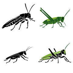 grasshopper silhouette, grasshopper png, grasshopper svg, grasshopper illustration, grasshopper vector, insect, grasshopper, isolated, animal, macro, green, nature, locust, cricket, bug, white, antenn