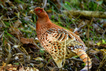 日本でしか見られない、里山や原生林で見あれる、身近なキジの仲間のヤマドリ
