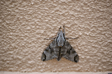外壁にとまる蛾