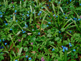 Green spring grass covered the ground with a carpet, here and there you can see a flower growing - a scilla (Scilla sibirica) or a blue snowdrop, a beautiful spring still life - obrazy, fototapety, plakaty
