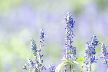 満開のサルビア