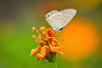 ウラナミシジミ、ヤマトシジミ、シジミチョウ、チョウ、蝶々、ちょうちょ、身近なチョウ、小さなチョウ、秋のチョウ、バタフライ、青、青い、紫、虫、昆虫、秋の虫、草原、公園、小さな生き物、身近な生き物、マクロ、マクロの世界、きれい、美しい、夏、秋、10月、夏の終わり、緑、自然、美しい蝶、小さな生き物の世界、ハイキング、自然観察、かわいらしい、ちいさな、かわいい、青空、晴れ、晴天、ピクニック、行楽日和、旅行