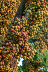 Clusters of ficus racemosa, wild figs