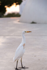 White egret in the White Square of Tel Aviv, Israel