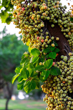 Clusters of ficus racemosa, wild figs