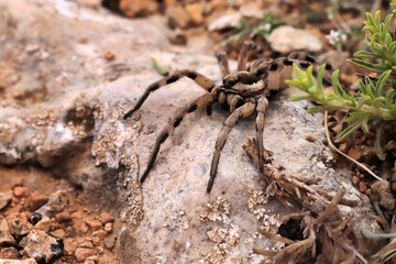 Wild thyme in its natural environment. Wolf Spider.