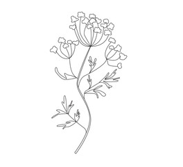  Anise Flowering Plant in modern line style.  Medical herb vector Illustration on white background.