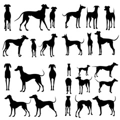  silhouette, dog, vector, animal, horse, illustration, pet, icon, animals, set, collection, black, dogs, terrier, running, farm, cat, puppy, labrador, wild, mammal, nature, design, retriever, domestic