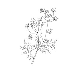 Fennel  flowering plant in modern line style. Fresh natural healthy vegetarian food. Medical plant. Cooking ingredient .Vector illustration on white background