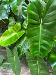 Tropical green. Beautiful green leaves plants. 