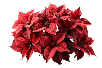 Red Poinsettia flowers isolated on white with transparent background for Christmas decorations