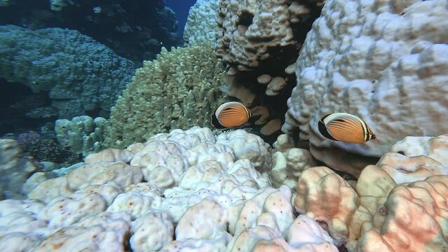 Blacktail butterflyfish pair swimming in stony coral reef close up tracking shot. Exploring exquisite butterflyfish and black and white chromis fish underwater