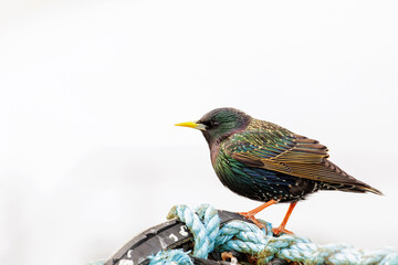 A single starling sitting on a crab, lobster pot with light background suitable for text, shallow depth of field image