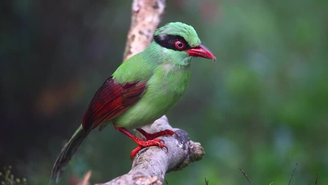 green birds of Borneo known as Bornean Green Magpie