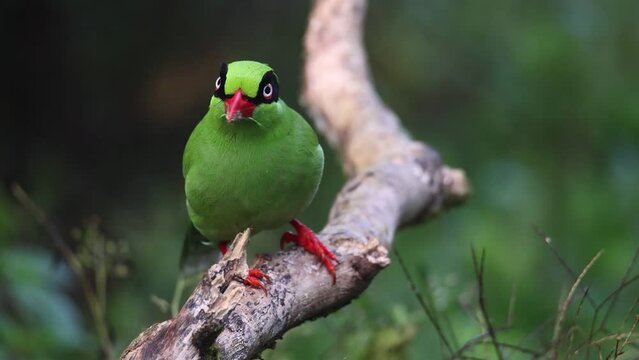 green birds of Borneo known as Bornean Green Magpie