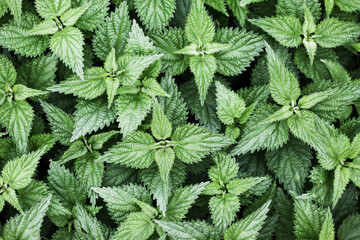 Wild growing nettle background. Green herb texture. Medicinal healthy leaves. Nettle leaf. Vibrant color outdoor garden pattern. Healthy herbal tea plant. - obrazy, fototapety, plakaty
