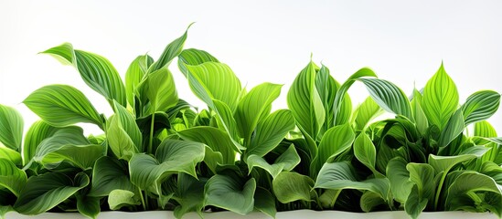 Obraz premium AI renders beautiful floral background with green plant