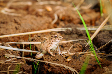 The crab-eating frog (Fejervarya cancrivora) kodok sawah