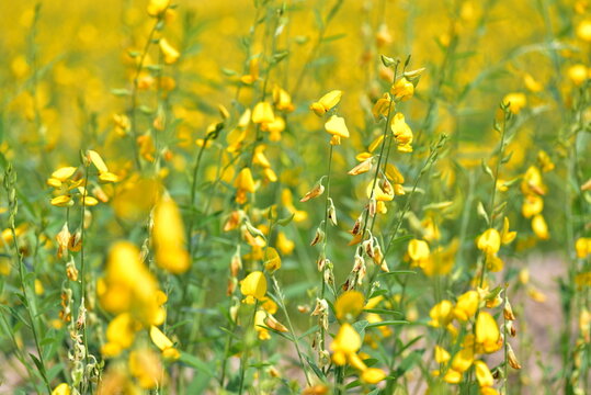 Sunn hemp, Indian hemp, Madras hemp, Chanvre indien, Pummelo (Crotalaria juncea) Crotalaria on an agricultural farm blooming yellow flowers. Crotalaria Wallpaper Concept, Soil Improvement, Organic Far