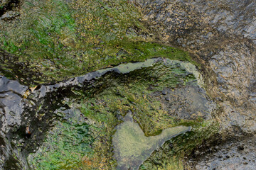 Moss on rocks. Background material. Green moss color texture